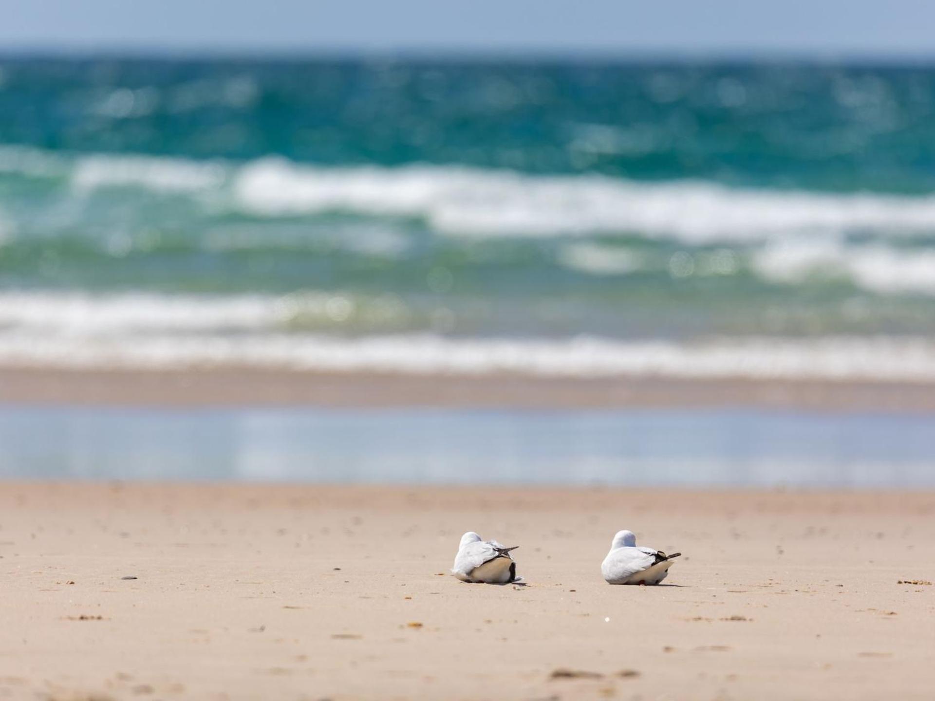 Salty Kisses On Marine Parade * Kingscliff